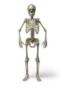 How Much Bones Weigh