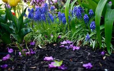 How Much Mulch Do I Need To Buy?